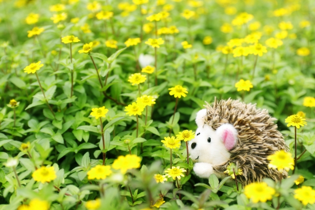 お花畑の可愛いハリネズミのぬいぐるみ